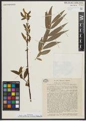 Foto von Salix alba subsp. micans (Andersson) Rech. f.